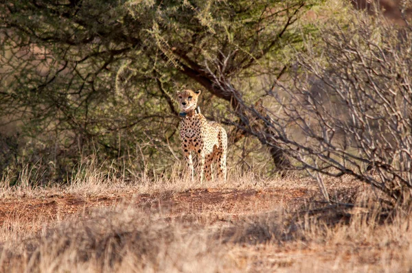 Cheetah Natural Habitat Vida Selvagem Quênia África — Fotografia de Stock