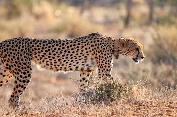 Természetes Élőhelye Vadon Élő Kenya Afrikai Gepárd — Stock Fotó