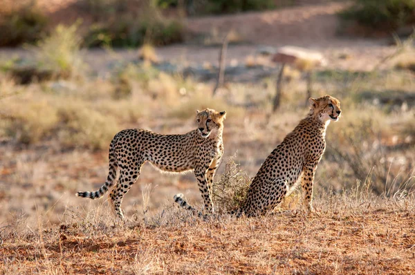 Gepard Africe Keňa Přírodních Stanovišť Volně Žijících Živočichů — Stock fotografie