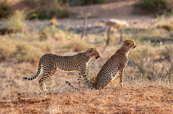 Gepard Africe Keňa Přírodních Stanovišť Volně Žijících Živočichů — Stock fotografie