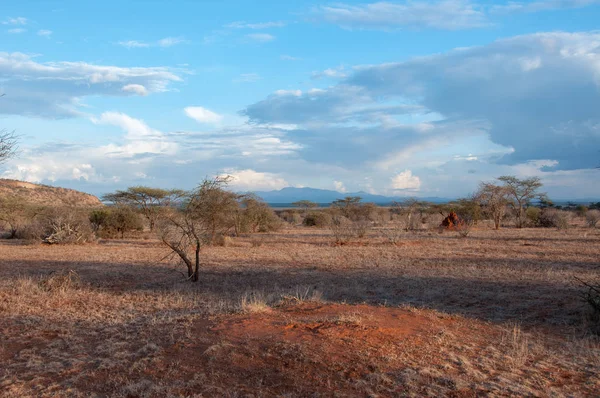 África Kenia Paisaje Sabana — Foto de Stock