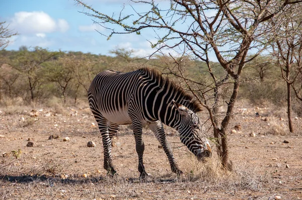 Grevy Nın Zebra Equus Grevyi Ulusal Rezerv Kenya Afrika — Stok fotoğraf