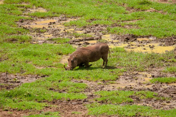 Warthog Phacochoerus Africanus Réserve Nationale Kenya Afrique — Photo