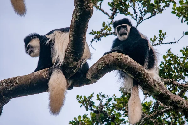 Colobus Noir Blanc Est Également Appelé Colobus Noir Blanc Abyssinien — Photo