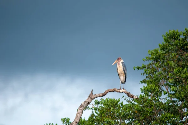 Marabou Storch Natürlichen Lebensraum Wildtiere Kenia Afrika — Stockfoto