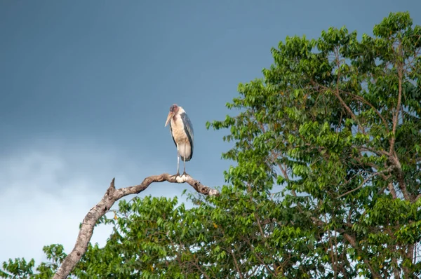 Cigogne Marabou Dans Habitat Naturel Faune Kenya Afrique — Photo