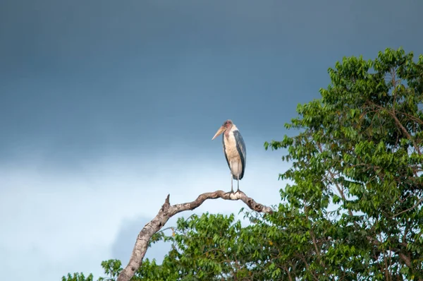 Cigüeña Marabú Hábitat Natural Vida Silvestre Kenia África — Foto de Stock