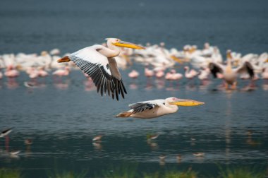 Pelikan, büyük beyaz pelikan (Pelecanus onocrotalus), Milli Parkı, Kenya, Afrika, pelikanlar sipariş, Pelecanidae aile