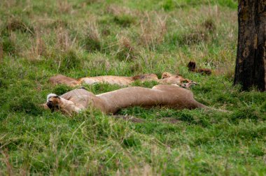 Doğal yaşam alanı yaban hayatı Kenya Afrika'daki dişi aslan