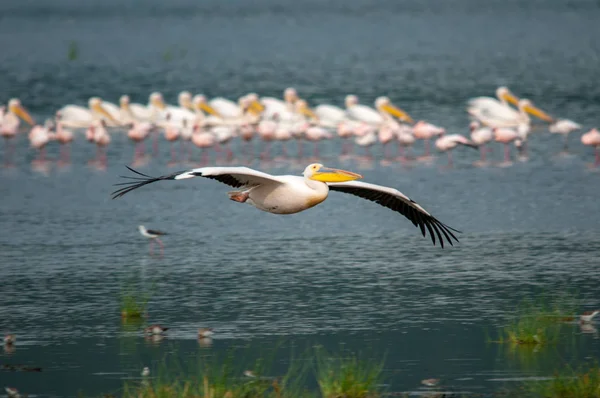 Pelicano Grande Pelicano Branco Pelecanus Onocrotalus Parque Nacional Quénia África — Fotografia de Stock