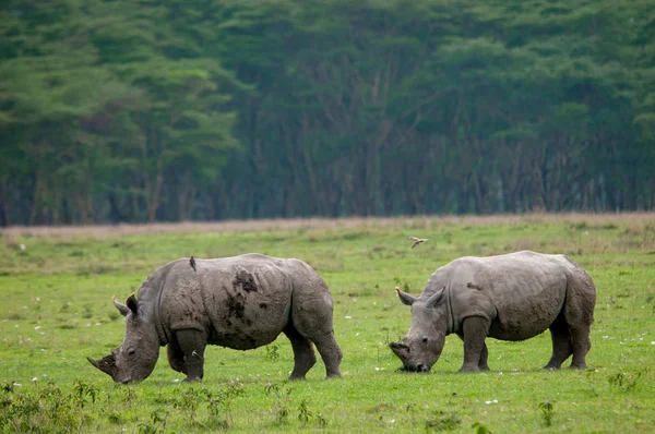 Neushoorn Natuurlijke Habitat Wildlife Kenia Afrika — Stockfoto