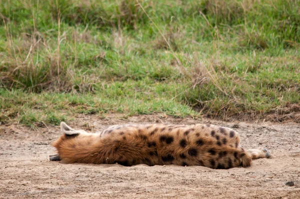 Hienas Manchadas Crocuta Reserva Nacional Kenia África — Foto de Stock