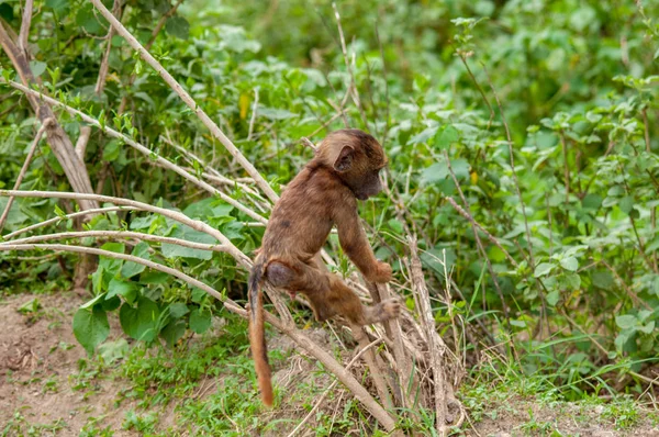 Babbon Dans Habitat Naturel Faune Kenya Afrique Fermer — Photo