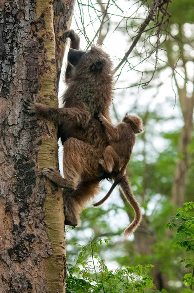 Babbon Dans Habitat Naturel Faune Kenya Afrique Fermer — Photo