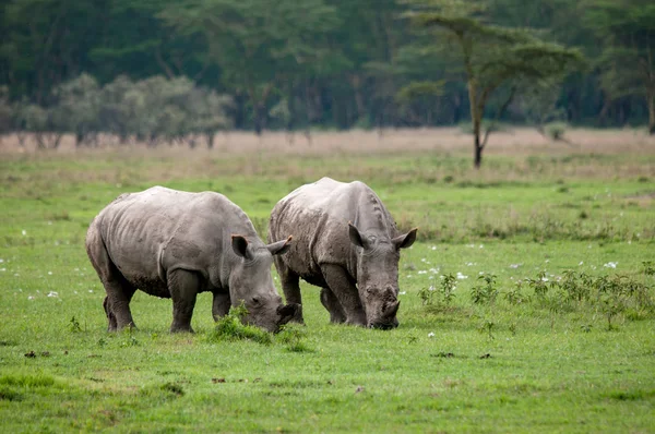 Rinoceronte Hábitat Natural Vida Silvestre Kenia África Imagen De Stock