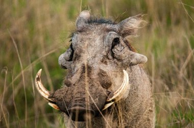 Warthog, Phacochoerus africanus, National Reserve, Kenya, Africa clipart