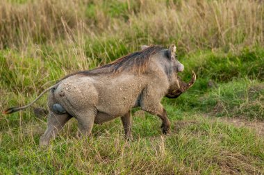 Yaban domuzu, Phacochoerus africanus, Ulusal Rezerv, Kenya, Afrika