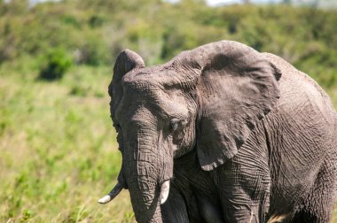 Afrika filler, Loxodonta africana, Milli Parkı, Kenya, Afrika, fil sipariş, fil aile