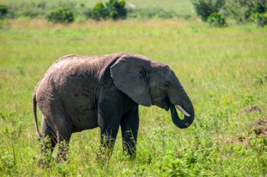 Afrika filler, Loxodonta africana, Milli Parkı, Kenya, Afrika, fil sipariş, fil aile