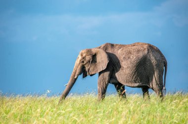 Afrika filler, Loxodonta africana, Milli Parkı, Kenya, Afrika, fil sipariş, fil aile