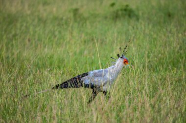 Sekreter kuşu, yay serpentarius, Masai Mara Ulusal Rezerv, Kenya, Afrika, Falconiformes sipariş, Sagittariiddae aile