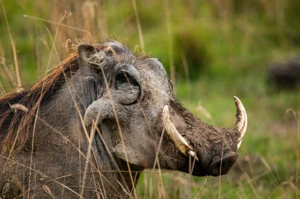 Warthog Phacochoerus Africanus National Reserve Kenia Afrika — Stockfoto