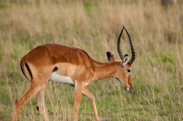 Impala Aepyceros Melampus Nationale Reserve Kenia Afrika — Stockfoto