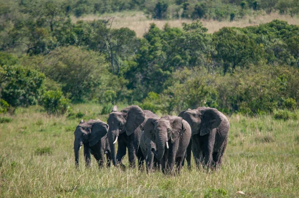 Αφρικανικοί Ελέφαντες Loxodonta Africana Εθνικό Πάρκο Κένυα Αφρική Προβοσκιδοειδών Τάξη — Φωτογραφία Αρχείου