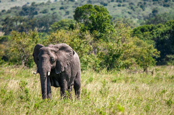 Αφρικανικοί Ελέφαντες Loxodonta Africana Εθνικό Πάρκο Κένυα Αφρική Προβοσκιδοειδών Τάξη — Φωτογραφία Αρχείου