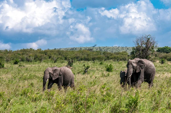 Αφρικανικοί Ελέφαντες Loxodonta Africana Εθνικό Πάρκο Κένυα Αφρική Προβοσκιδοειδών Τάξη — Φωτογραφία Αρχείου