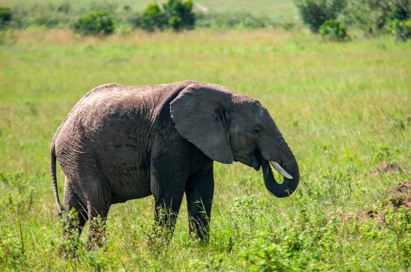 Αφρικανικοί Ελέφαντες Loxodonta Africana Εθνικό Πάρκο Κένυα Αφρική Προβοσκιδοειδών Τάξη — Φωτογραφία Αρχείου