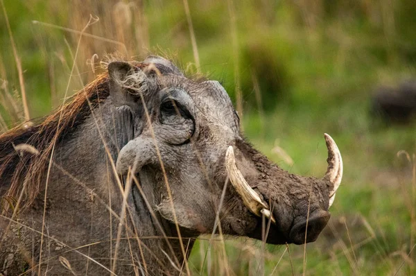 Warthog Phacochoerus Africanus Reserva Nacional Kenia África Imagen De Stock
