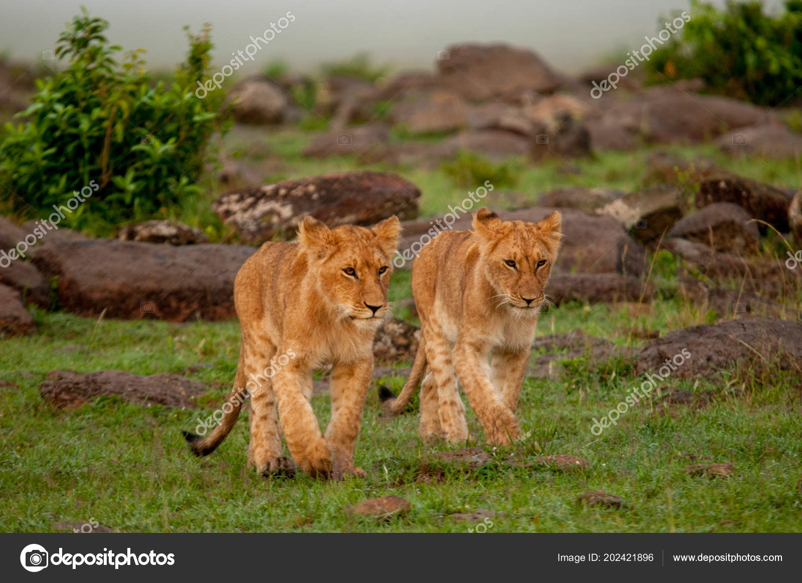 Leones Bebé Hábitat Natural Fauna Kenia África — Foto de ...