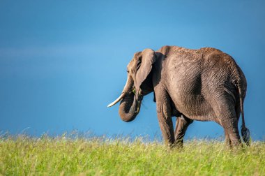 Afrika filler, Loxodonta africana, Milli Parkı, Kenya, Afrika, fil sipariş, fil aile