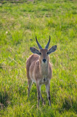 Ortak Reedbuck, Redunca arundinum, Milli Parkı, Kenya, Afrika