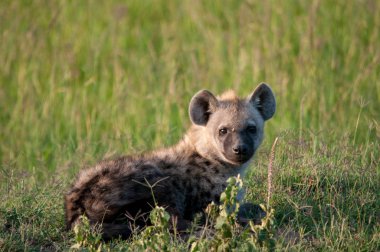 Benekli sırtlan, Crocuta, Ulusal Rezerv, Kenya, Afrika