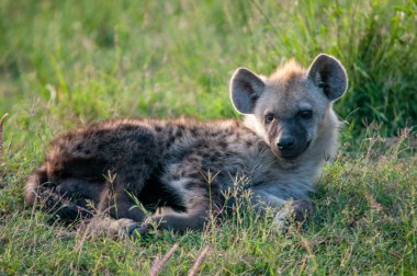 Benekli sırtlan, Crocuta, Ulusal Rezerv, Kenya, Afrika