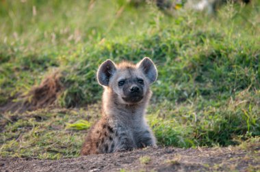 Benekli sırtlan, Crocuta, Ulusal Rezerv, Kenya, Afrika