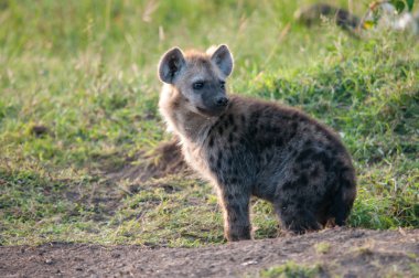 Benekli sırtlan, Crocuta, Ulusal Rezerv, Kenya, Afrika