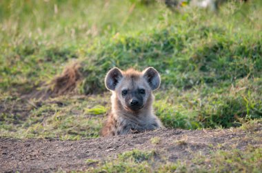 Benekli sırtlan, Crocuta, Ulusal Rezerv, Kenya, Afrika