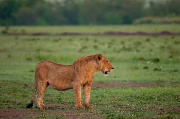 Θηλυκό Λιοντάρι Στην Κένυα Αφρική Φυσικών Ενδιαιτημάτων Άγριας Ζωής — Φωτογραφία Αρχείου