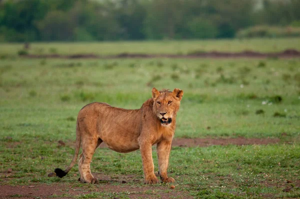 Θηλυκό Λιοντάρι Στην Κένυα Αφρική Φυσικών Ενδιαιτημάτων Άγριας Ζωής — Φωτογραφία Αρχείου