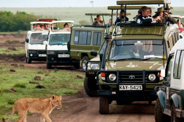 Safari kamyonlar yolda Kenya Afrika'daki aslan Nisan 2011 gördüm.