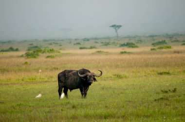 Cape Buffalo yaban hayatı Kenya Afrika kadar kapatın