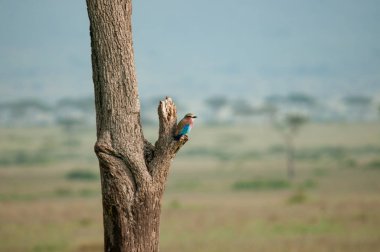 Silindir, silindir, leylak göğüslü Coracias uzunkuyruk, Ulusal Rezerv, Kenya, Afrika, Gökkuzgunları sipariş, Coraciidae aile