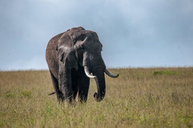 Afrika filler, Loxodonta africana, Milli Parkı, Kenya, Afrika, fil sipariş, fil aile