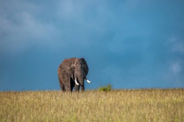 Afrika filler, Loxodonta africana, Milli Parkı, Kenya, Afrika, fil sipariş, fil aile