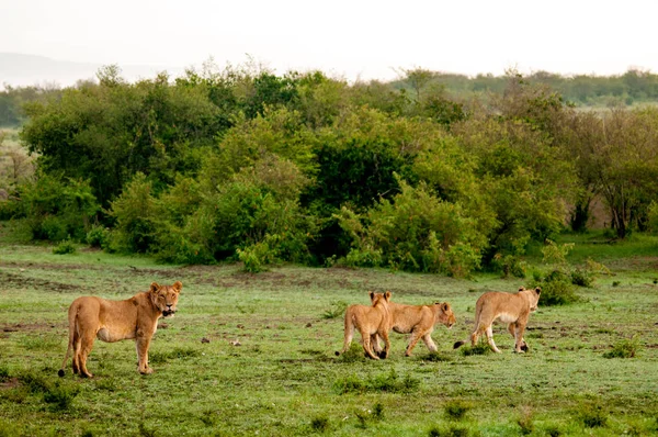 Matka Lew Bawi Się Dziecko Lwy Naturalnym Środowisku Dzikość Kenia — Zdjęcie stockowe