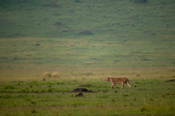 Female Lion hunting antelope in Kenya Africa