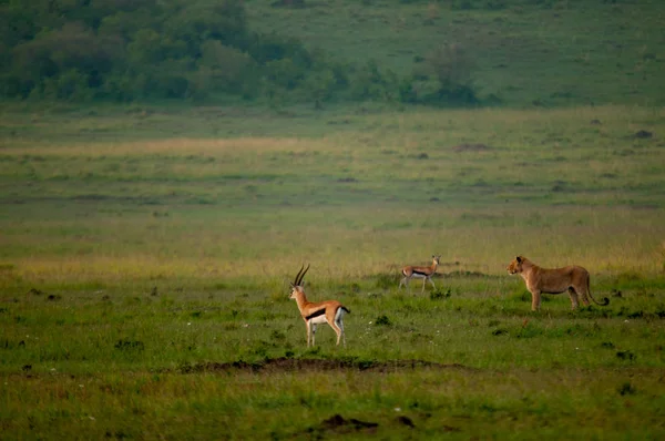 Female Lion hunting antelope in Kenya Africa